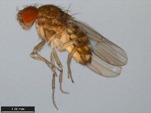  (Drosophila meridiana - 15081-1341.07)  @11 [ ] CreativeCommons - Attribution Non-Commercial Share-Alike (2011) ANIC/BIO Photography Group ANIC/Centre for Biodiversity Genomics