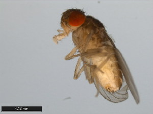  (Drosophila micromettleri - 15081-1346.00)  @11 [ ] CreativeCommons - Attribution Non-Commercial Share-Alike (2011) ANIC/BIO Photography Group ANIC/Centre for Biodiversity Genomics