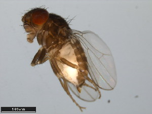  (Drosophila micromettleri - 15081-1346.02)  @11 [ ] CreativeCommons - Attribution Non-Commercial Share-Alike (2011) ANIC/BIO Photography Group ANIC/Centre for Biodiversity Genomics