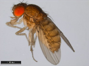  (Drosophila navojoa - 15081-1374.11)  @11 [ ] CreativeCommons - Attribution Non-Commercial Share-Alike (2011) ANIC/BIO Photography Group ANIC/Centre for Biodiversity Genomics