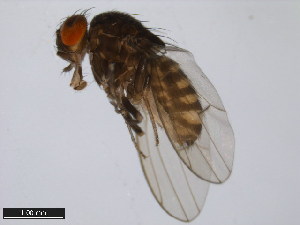  (Drosophila pachuca - 15081-1391.02)  @11 [ ] CreativeCommons - Attribution Non-Commercial Share-Alike (2011) ANIC/BIO Photography Group ANIC/Centre for Biodiversity Genomics