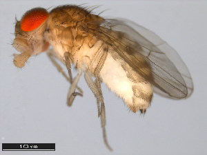  (Drosophila parisiena - 15081-1392.08)  @11 [ ] CreativeCommons - Attribution Non-Commercial Share-Alike (2011) ANIC/BIO Photography Group ANIC/Centre for Biodiversity Genomics
