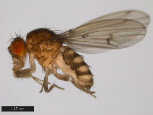  (Drosophila leonis - 15081-1395.01)  @11 [ ] CreativeCommons - Attribution Non-Commercial Share-Alike (2011) ANIC/BIO Photography Group ANIC/Centre for Biodiversity Genomics