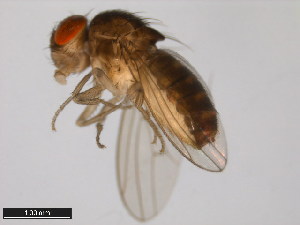  (Drosophila mayaguana - 15081-1397.00)  @11 [ ] CreativeCommons - Attribution Non-Commercial Share-Alike (2011) ANIC/BIO Photography Group ANIC/Centre for Biodiversity Genomics