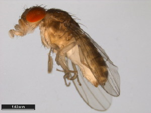  (Drosophila mayaguana - 15081-1397.03)  @11 [ ] CreativeCommons - Attribution Non-Commercial Share-Alike (2011) ANIC/BIO Photography Group ANIC/Centre for Biodiversity Genomics