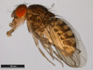  (Drosophila peninsularis - 15081-1401.08)  @11 [ ] CreativeCommons - Attribution Non-Commercial Share-Alike (2011) ANIC/BIO Photography Group ANIC/Centre for Biodiversity Genomics