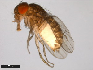  (Drosophila peninsularis - 15081-1401.12)  @11 [ ] CreativeCommons - Attribution Non-Commercial Share-Alike (2011) ANIC/BIO Photography Group ANIC/Centre for Biodiversity Genomics