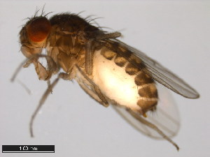  (Drosophila spenceri - 15081-1441.00)  @11 [ ] CreativeCommons - Attribution Non-Commercial Share-Alike (2011) ANIC/BIO Photography Group ANIC/Centre for Biodiversity Genomics