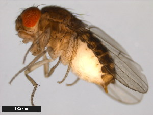  (Drosophila spenceri - 15081-1441.05)  @11 [ ] CreativeCommons - Attribution Non-Commercial Share-Alike (2011) ANIC/BIO Photography Group ANIC/Centre for Biodiversity Genomics