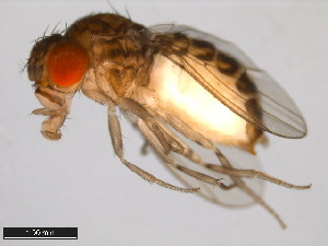  (Drosophila stalkeri - 15081-1451.00)  @11 [ ] CreativeCommons - Attribution Non-Commercial Share-Alike (2011) ANIC/BIO Photography Group ANIC/Centre for Biodiversity Genomics