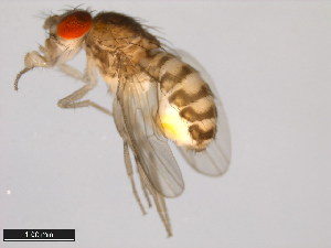  (Drosophila straubae - 15081-1462.02)  @11 [ ] CreativeCommons - Attribution Non-Commercial Share-Alike (2011) ANIC/BIO Photography Group ANIC/Centre for Biodiversity Genomics