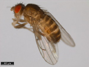  (Drosophila ritae - 15081-1471.03)  @11 [ ] CreativeCommons - Attribution Non-Commercial Share-Alike (2011) ANIC/BIO Photography Group ANIC/Centre for Biodiversity Genomics