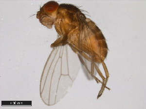 (Drosophila mettleri - 15081-1502.00)  @11 [ ] CreativeCommons - Attribution Non-Commercial Share-Alike (2011) ANIC/BIO Photography Group ANIC/Centre for Biodiversity Genomics