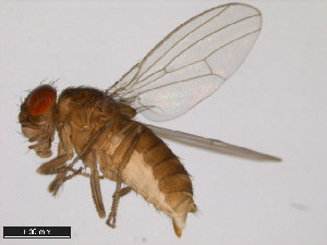  (Drosophila mettleri - 15081-1502.14)  @11 [ ] CreativeCommons - Attribution Non-Commercial Share-Alike (2011) ANIC/BIO Photography Group ANIC/Centre for Biodiversity Genomics
