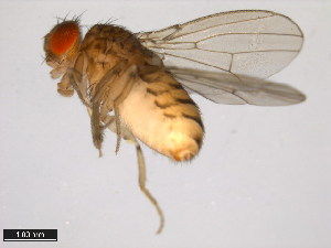  ( - 15082-1521.01)  @11 [ ] CreativeCommons - Attribution Non-Commercial Share-Alike (2011) ANIC/BIO Photography Group ANIC/Centre for Biodiversity Genomics