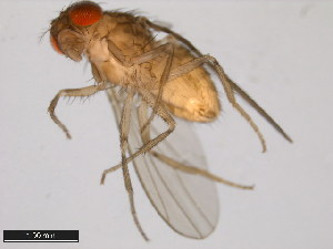  ( - 15082-1521.37)  @11 [ ] CreativeCommons - Attribution Non-Commercial Share-Alike (2011) ANIC/BIO Photography Group ANIC/Centre for Biodiversity Genomics