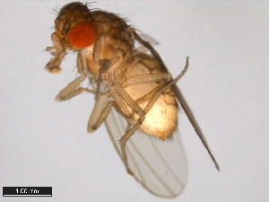  ( - 15082-1521.38)  @11 [ ] CreativeCommons - Attribution Non-Commercial Share-Alike (2011) ANIC/BIO Photography Group ANIC/Centre for Biodiversity Genomics