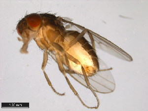  (Drosophila melanopalpa - 15084-1594.00)  @11 [ ] CreativeCommons - Attribution Non-Commercial Share-Alike (2011) ANIC/BIO Photography Group ANIC/Centre for Biodiversity Genomics