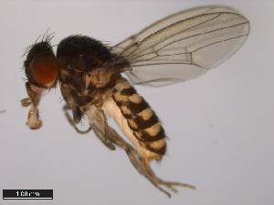  (Drosophila neorepleta - 15084-1601.04)  @11 [ ] CreativeCommons - Attribution Non-Commercial Share-Alike (2011) ANIC/BIO Photography Group ANIC/Centre for Biodiversity Genomics