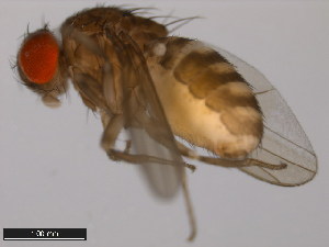  (Drosophila eohydei - 15085-1631.00)  @11 [ ] CreativeCommons - Attribution Non-Commercial Share-Alike (2011) ANIC/BIO Photography Group ANIC/Centre for Biodiversity Genomics