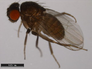  (Drosophila nannoptera - 15090-1692.12)  @11 [ ] CreativeCommons - Attribution Non-Commercial Share-Alike (2011) ANIC/BIO Photography Group ANIC/Centre for Biodiversity Genomics