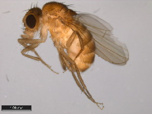  (Drosophila acanthoptera - 15090-1693.00)  @11 [ ] CreativeCommons - Attribution Non-Commercial Share-Alike (2011) ANIC/BIO Photography Group ANIC/Centre for Biodiversity Genomics