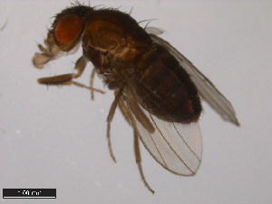  (Drosophila pachea - 15090-1698.01)  @11 [ ] CreativeCommons - Attribution Non-Commercial Share-Alike (2011) ANIC/BIO Photography Group ANIC/Centre for Biodiversity Genomics