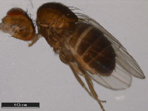  (Drosophila pachea - 15090-1698.04)  @11 [ ] CreativeCommons - Attribution Non-Commercial Share-Alike (2011) ANIC/BIO Photography Group ANIC/Centre for Biodiversity Genomics