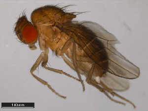  (Drosophila polychaeta - 15100-1711.04)  @11 [ ] CreativeCommons - Attribution Non-Commercial Share-Alike (2011) ANIC/BIO Photography Group ANIC/Centre for Biodiversity Genomics