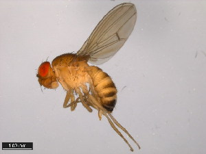  (Drosophila formosana - 15111-1721.01)  @11 [ ] CreativeCommons - Attribution Non-Commercial Share-Alike (2011) ANIC/BIO Photography Group ANIC/Centre for Biodiversity Genomics