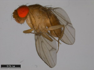  (Drosophila kepulauana - 15112-1761.01)  @11 [ ] CreativeCommons - Attribution Non-Commercial Share-Alike (2011) ANIC/BIO Photography Group ANIC/Centre for Biodiversity Genomics