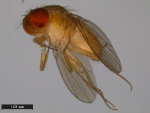  (Drosophila kohkoa - 15112-1771.01)  @11 [ ] CreativeCommons - Attribution Non-Commercial Share-Alike (2011) ANIC/BIO Photography Group ANIC/Centre for Biodiversity Genomics