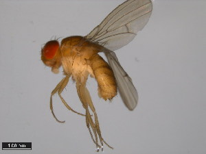  (Drosophila nasuta - 15112-1781.00)  @11 [ ] CreativeCommons - Attribution Non-Commercial Share-Alike (2011) ANIC/BIO Photography Group ANIC/Centre for Biodiversity Genomics