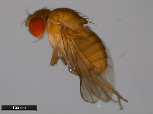  (Drosophila pulaua - 15112-1801.00)  @11 [ ] CreativeCommons - Attribution Non-Commercial Share-Alike (2011) ANIC/BIO Photography Group ANIC/Centre for Biodiversity Genomics
