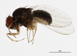  (Drosophila azteca - 14012-0171.03)  @13 [ ] CreativeCommons - Attribution Non-Commercial Share-Alike (2010) CBG Photography Group Centre for Biodiversity Genomics