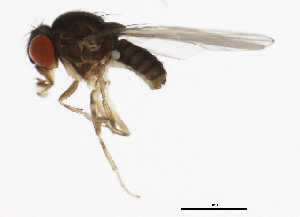  (Drosophila azteca - 14012-0171.08)  @13 [ ] CreativeCommons - Attribution Non-Commercial Share-Alike (2010) CBG Photography Group Centre for Biodiversity Genomics