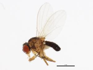  (Drosophila ambigua - 14013-1011.00)  @11 [ ] CreativeCommons - Attribution Non-Commercial Share-Alike (2010) CBG Photography Group Centre for Biodiversity Genomics