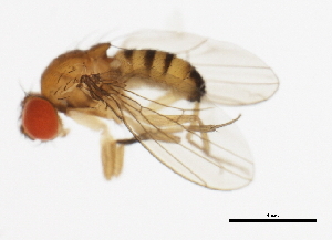  (Drosophila tani - 14020-0011.00)  @11 [ ] CreativeCommons - Attribution Non-Commercial Share-Alike (2010) CBG Photography Group Centre for Biodiversity Genomics