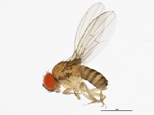  (Drosophila tani - 14020-0011.01)  @11 [ ] CreativeCommons - Attribution Non-Commercial Share-Alike (2010) CBG Photography Group Centre for Biodiversity Genomics