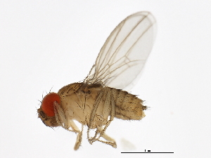  (Drosophila erecta - 14021-0224.00)  @11 [ ] CreativeCommons - Attribution Non-Commercial Share-Alike (2010) CBG Photography Group Centre for Biodiversity Genomics