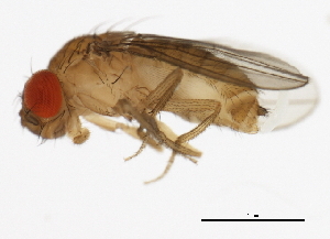  (Drosophila erecta - 14021-0224.01)  @11 [ ] CreativeCommons - Attribution Non-Commercial Share-Alike (2010) CBG Photography Group Centre for Biodiversity Genomics