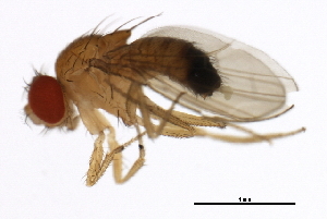  (Drosophila orena - 14021-0245.01)  @11 [ ] CreativeCommons - Attribution Non-Commercial Share-Alike (2010) CBG Photography Group Centre for Biodiversity Genomics
