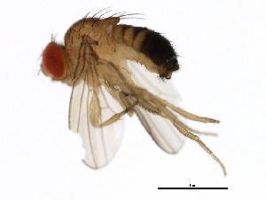  (Drosophila sechellia - 14021-0248.31)  @11 [ ] CreativeCommons - Attribution Non-Commercial Share-Alike (2010) CBG Photography Group Centre for Biodiversity Genomics