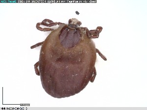  ( - NMNH-2020-030-B02)  @11 [ ] No Rights Reserved (2020) Yvonne Linton Smithsonian Institution National Museum of Natural History