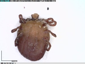  ( - NMNH-2020-030-B02)  @11 [ ] No Rights Reserved (2020) Yvonne Linton Smithsonian Institution National Museum of Natural History