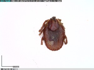  ( - NMNH-2020-030-B04)  @11 [ ] No Rights Reserved (2020) Yvonne Linton Smithsonian Institution National Museum of Natural History