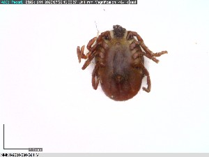  ( - NMNH-2020-030-B04)  @11 [ ] No Rights Reserved (2020) Yvonne Linton Smithsonian Institution National Museum of Natural History