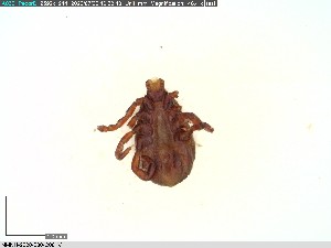  ( - NMNH-2020-030-C06)  @11 [ ] No Rights Reserved (2020) Yvonne Linton Smithsonian Institution National Museum of Natural History
