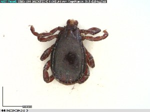  ( - NMNH-2020-030-C12)  @11 [ ] No Rights Reserved (2020) Yvonne Linton Smithsonian Institution National Museum of Natural History