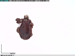  ( - NMNH-2020-030-D01)  @11 [ ] No Rights Reserved (2020) Yvonne Linton Smithsonian Institution National Museum of Natural History